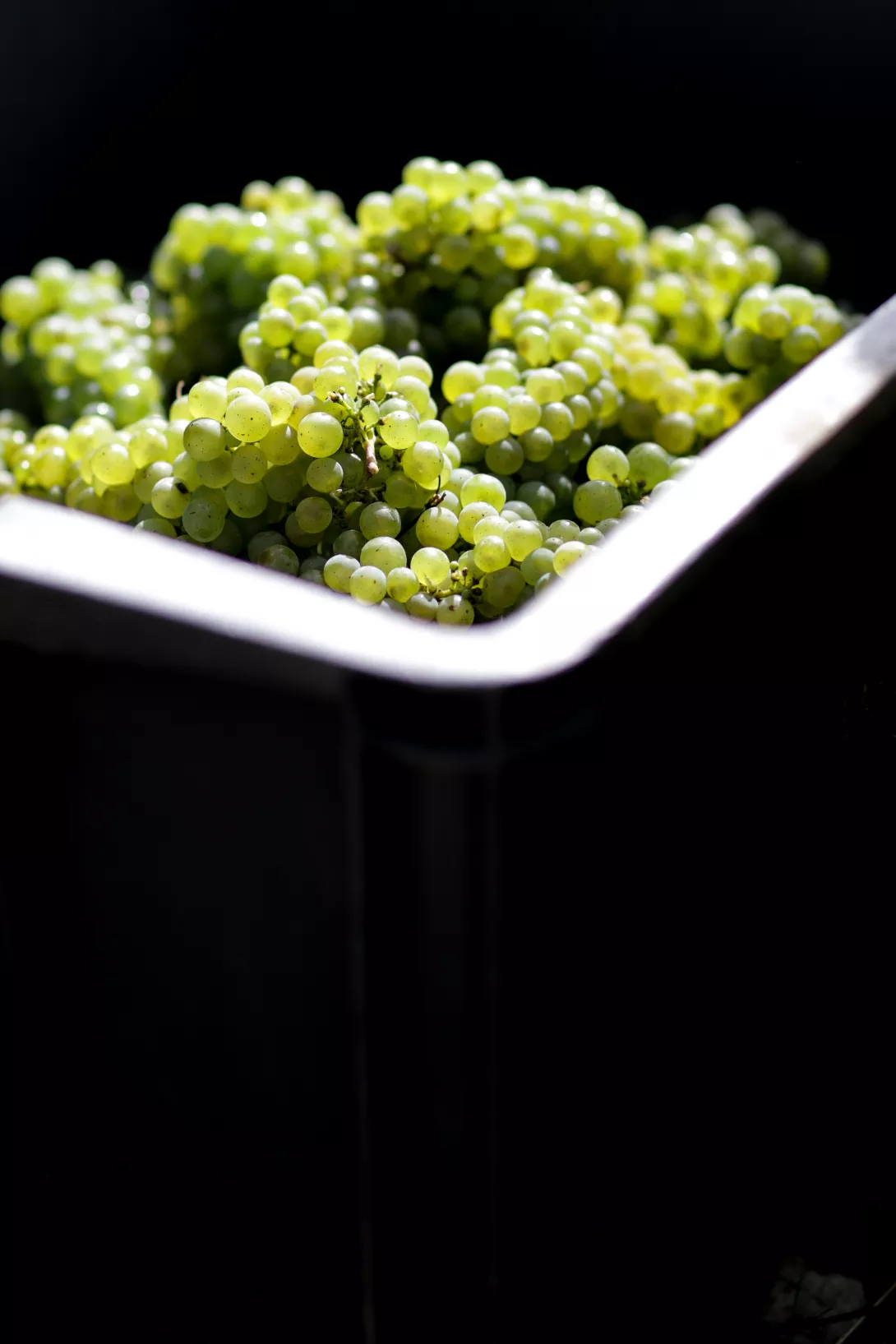 Champagne Goutorbe Bouillot - Claire Lucet Photographe Reims