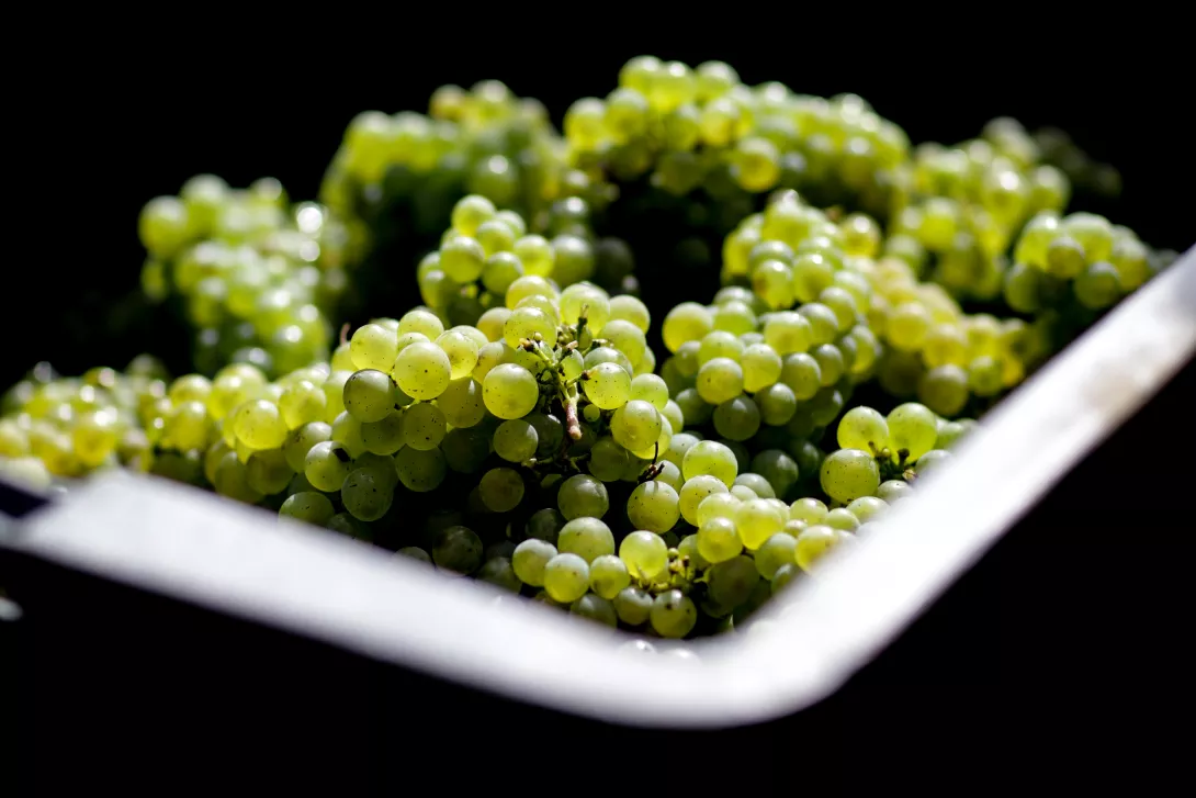 Claire Lucet Photographe Champagne Goutorbe Bouillot Reims