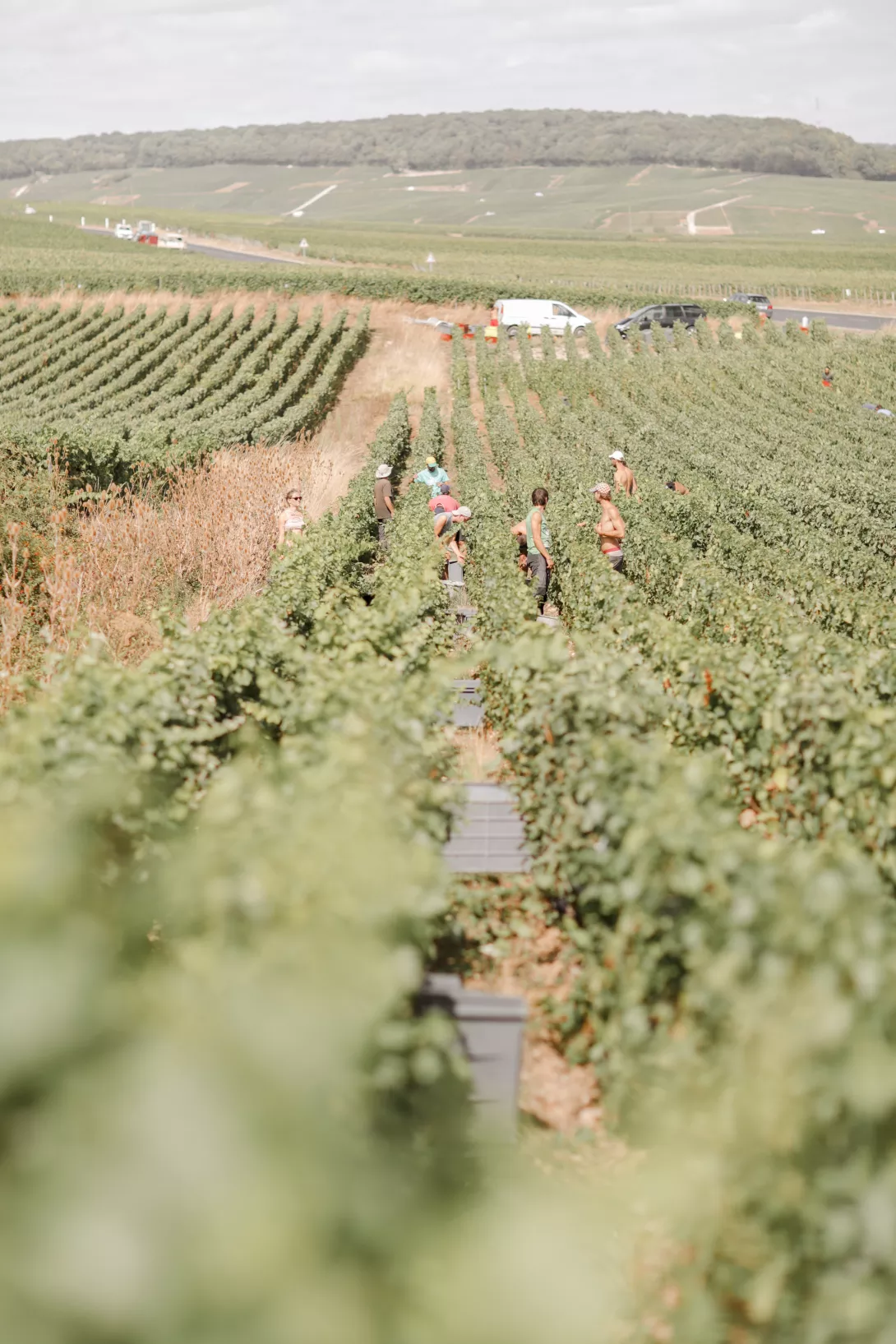 Champagne Goutorbe Bouillot - Claire Lucet Photographe Reims