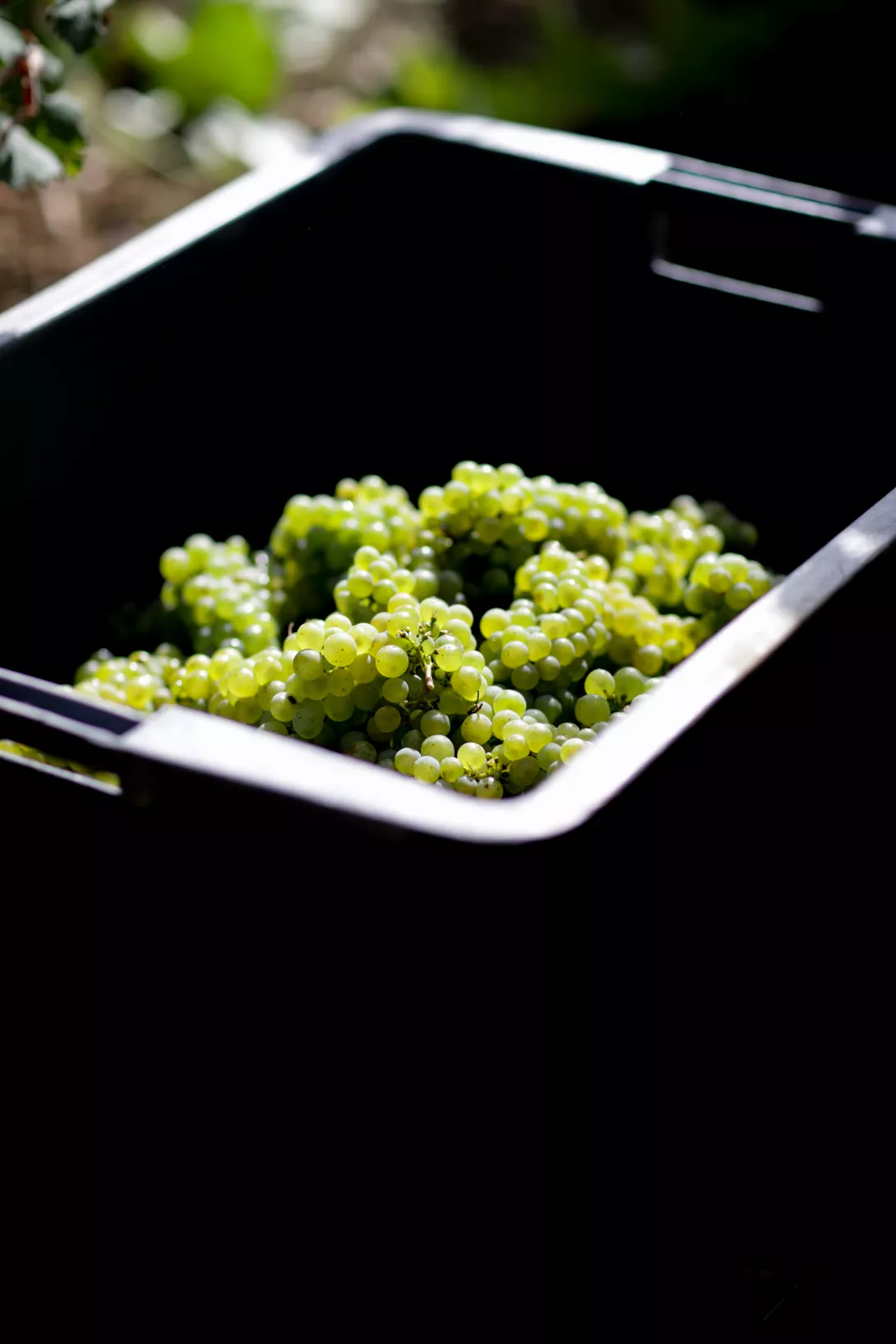 Reportages métiers  - Claire Lucet Photographe Reims