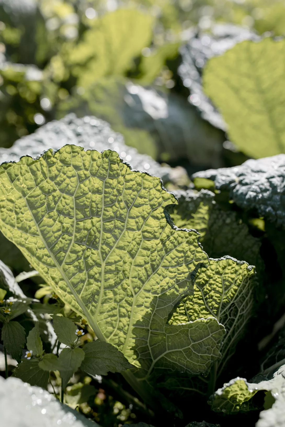 - Reportages métiers  - Claire Lucet Photographe Reims